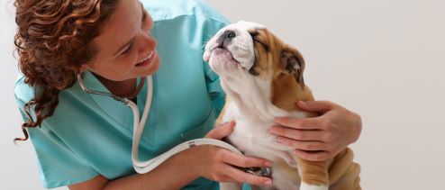 Seguro de salud para mascotas Pelayo