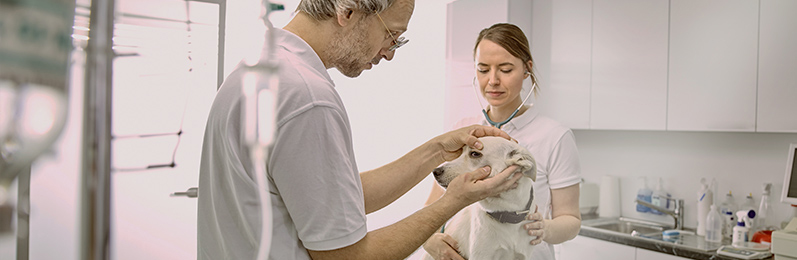 Asistencia veterinaria de animales domésticos