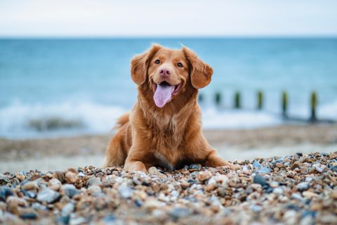 Viajar con mascotas