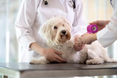 perro en el veterinario