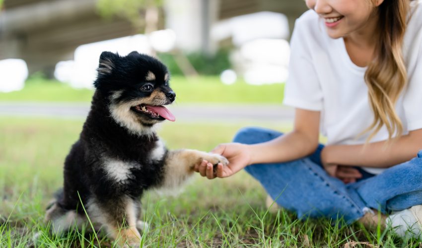 mascota con su dueña