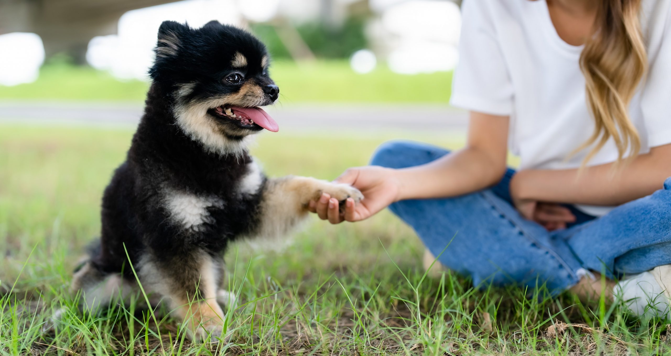 cachorro dandole la patita a su dueña
