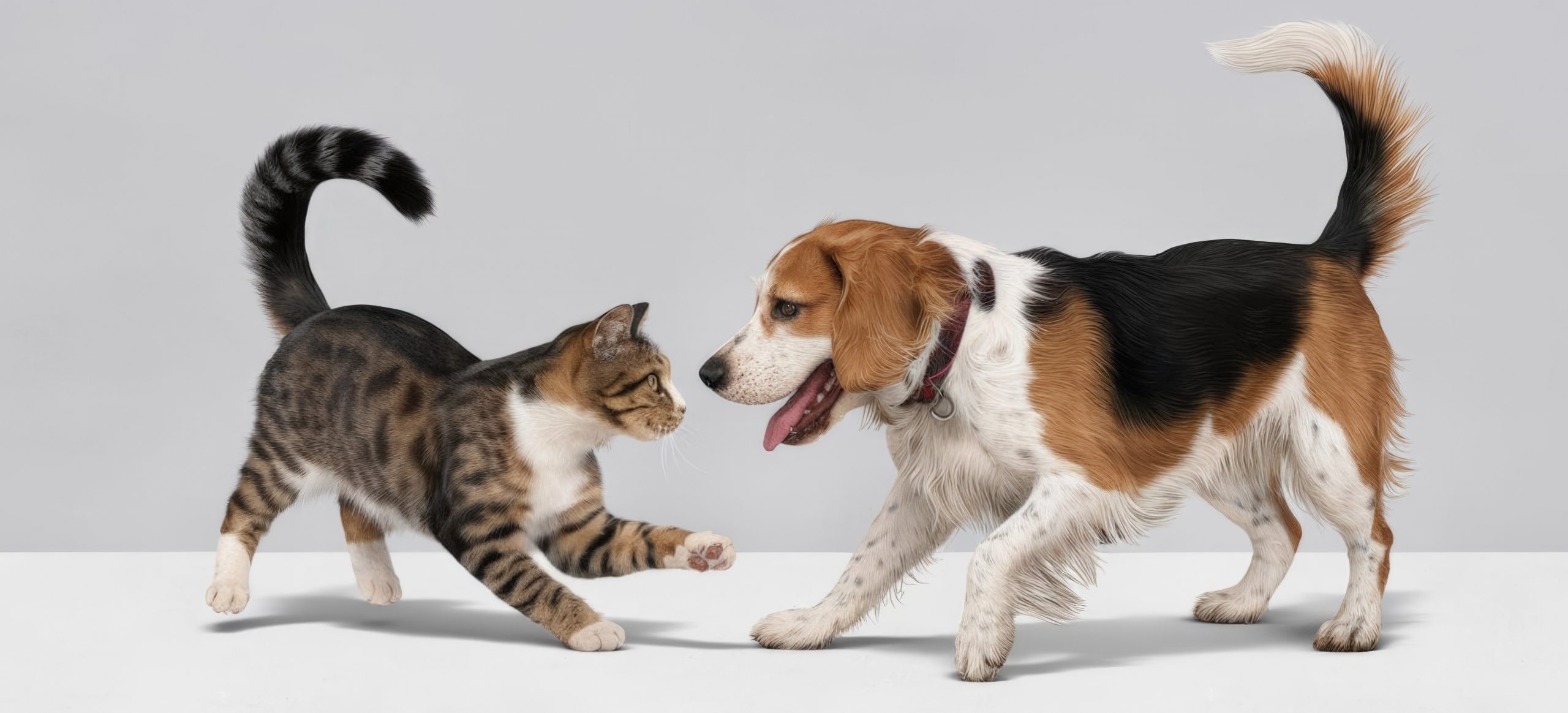 perro y gato mirandose