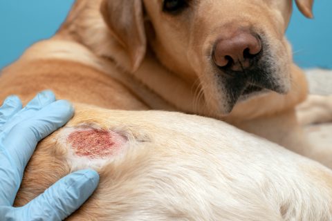 perro con herida en el costado por dermatitis