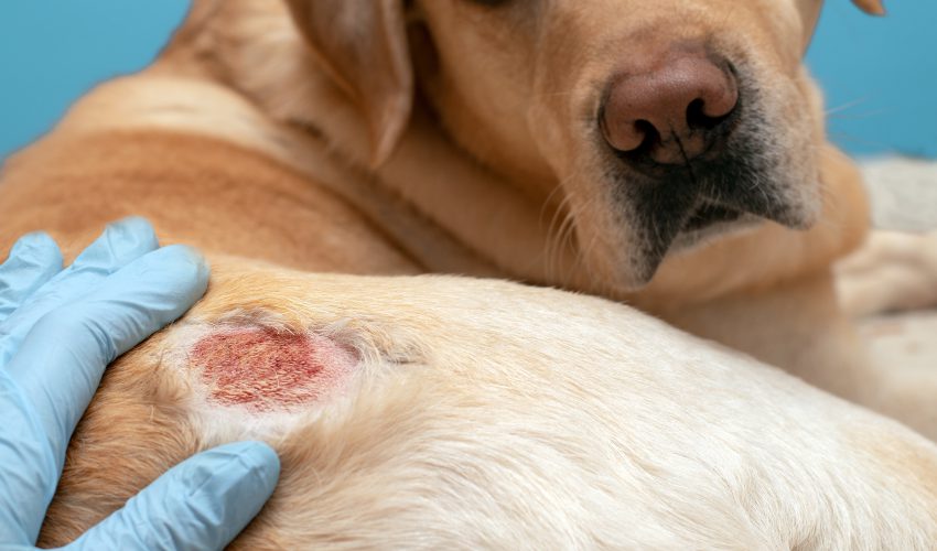 perro con herida en el costado por dermatitis