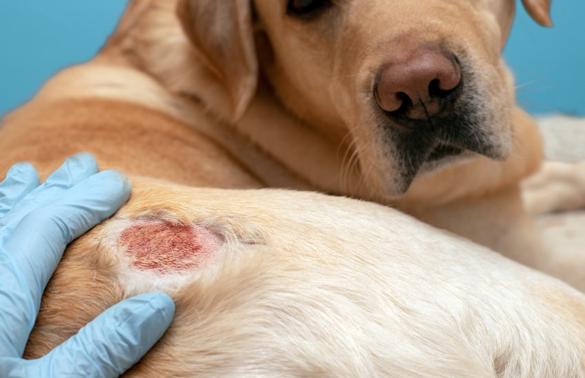 perro con herida en el costado por dermatitis