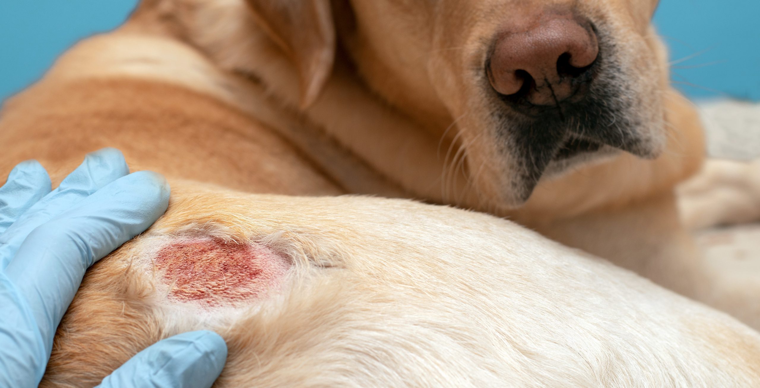 perro con herida en el costado por dermatitis