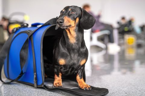 Perro en transportin