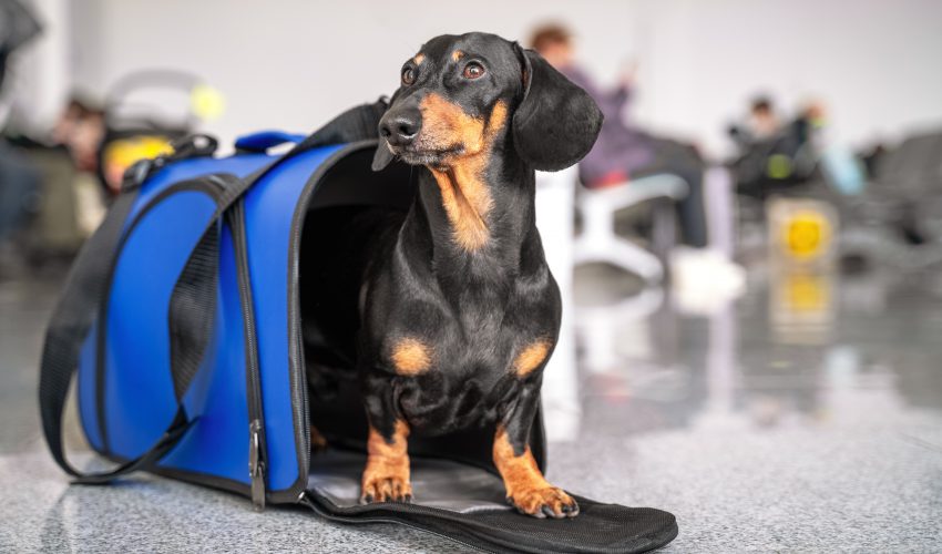 Perro en transportin
