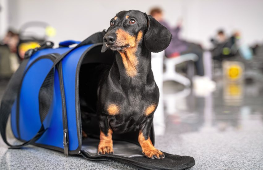 Perro en transportin