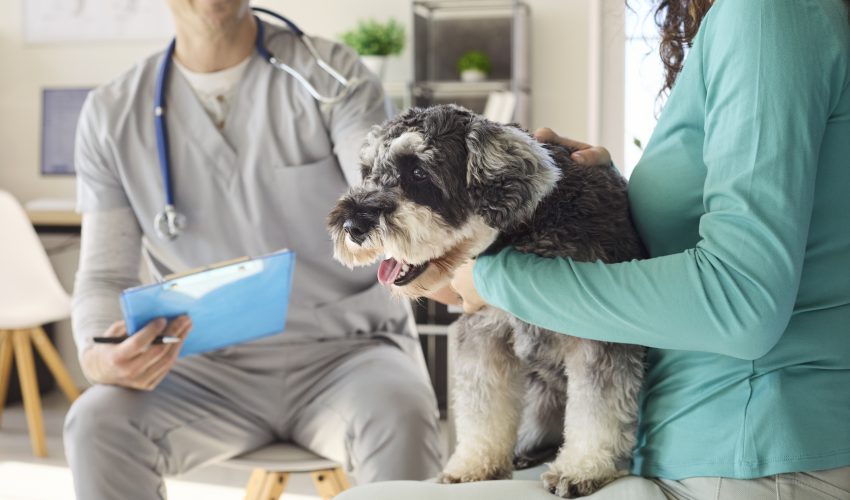 seguro online mascotas