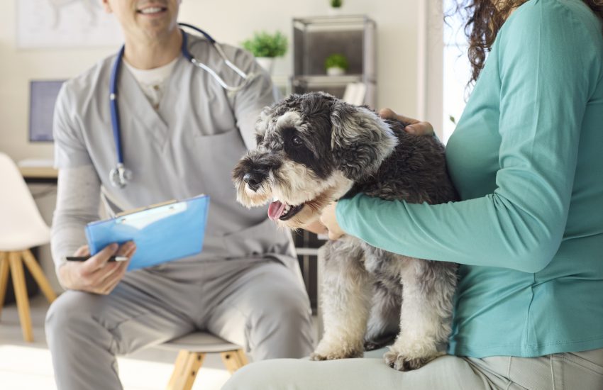 seguro online mascotas